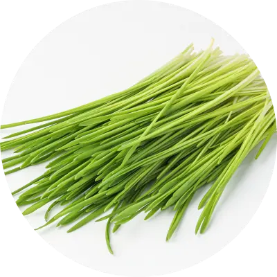 大麦若葉粉末（九州産）