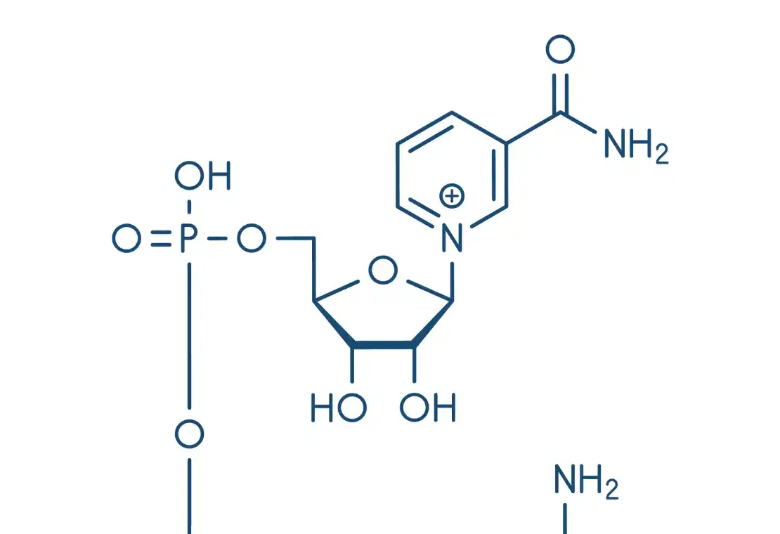 α-NMN とβ-NMN