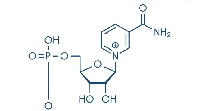 α-NMN とβ-NMN