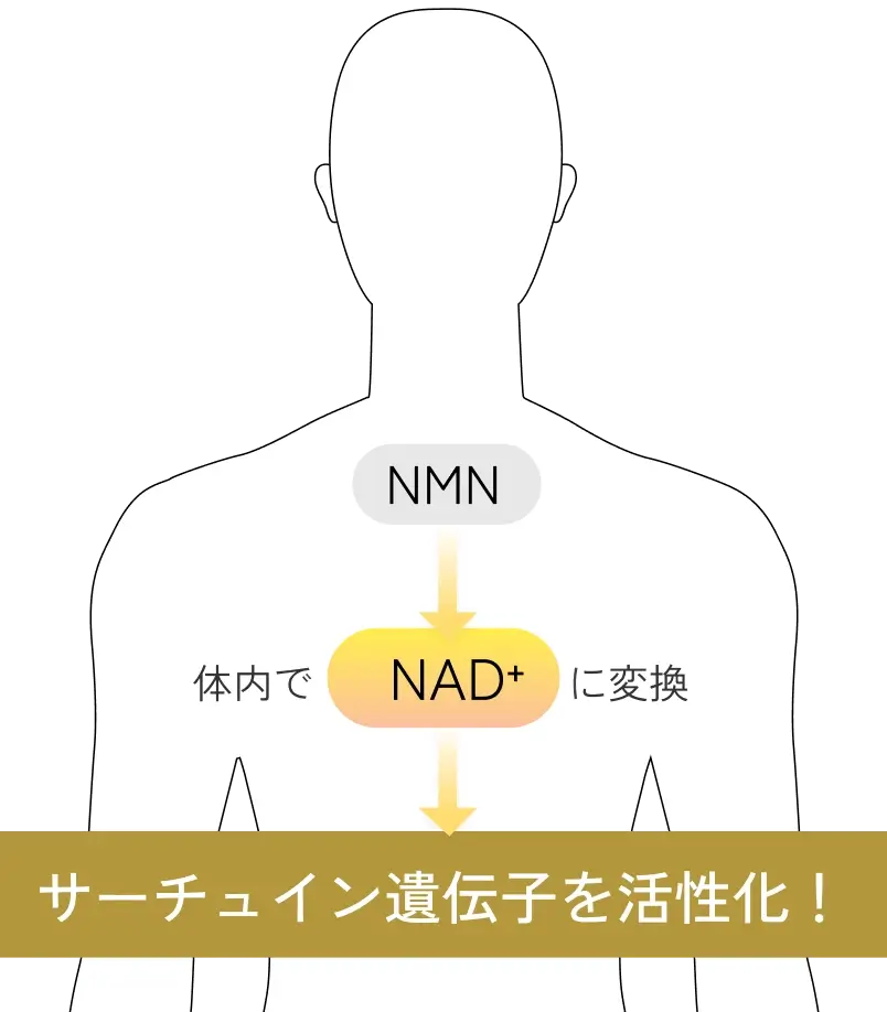 NMNでサーチュイン遺伝子を活性化！